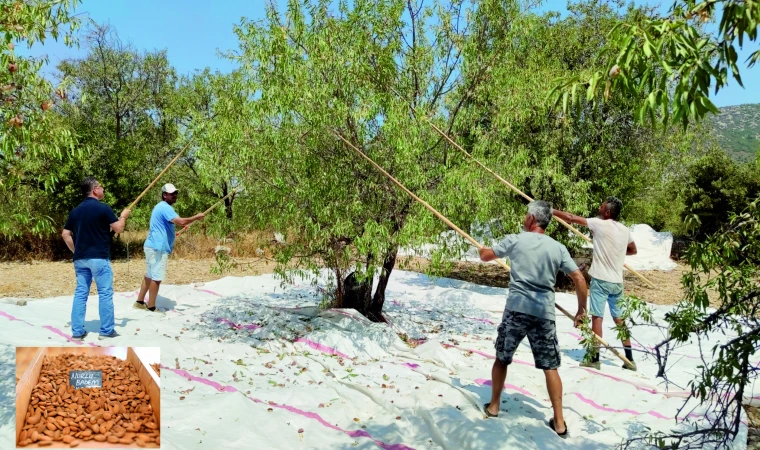 DATÇA NURLU BA­DE­Mİ COĞ­RA­Fİ İŞA­RET ALA­RAK TES­CİL­LEN­Dİ