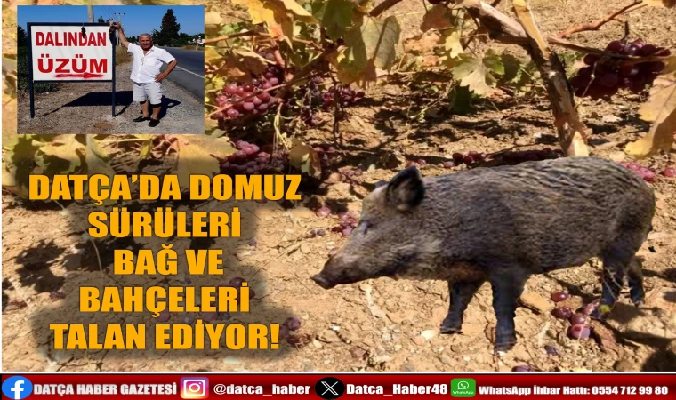 DATÇA’DA DOMUZ SÜRÜLERİ BAĞ VE BAHÇELERİ TALAN EDİLİYOR!