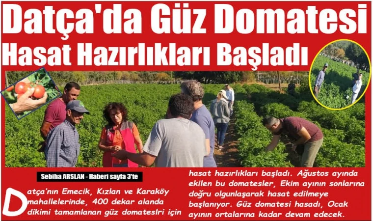 Datça'da Güz Domatesi Hasat Hazırlıkları Başladı