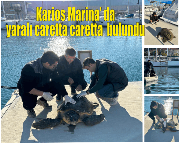 DATÇA'DA DENİZDE YARALI BULUNAN CARETTA CARETTA KURTARILDI