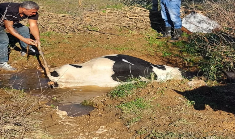 ÇOMARLIK'TA MAHSUR KALAN İNEK KURTARILDI