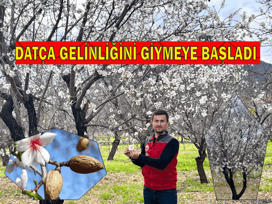 DATÇA'DA BADEM AĞAÇLARI ÇİÇEK AÇMAYA BAŞLADI