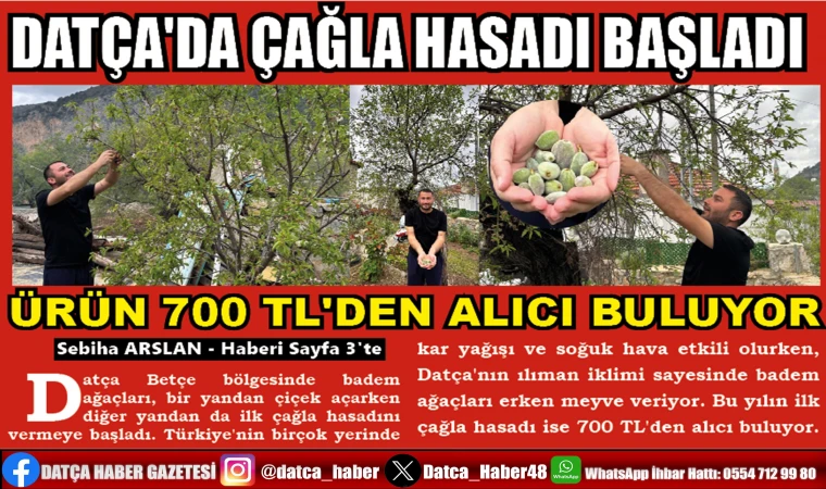 DATÇA'DA ÇAĞLA HASADI BAŞLADI ÜRÜN 700 TL'DEN ALICI BULUYOR