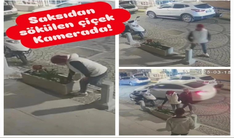 Datça’da Saksıdan Sökülen Çiçek Kamerada