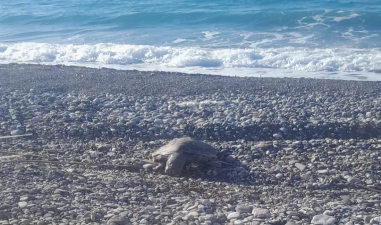 SAHİLE VURMUŞ ÖLÜ CARETTA CARETTA BULUNDU