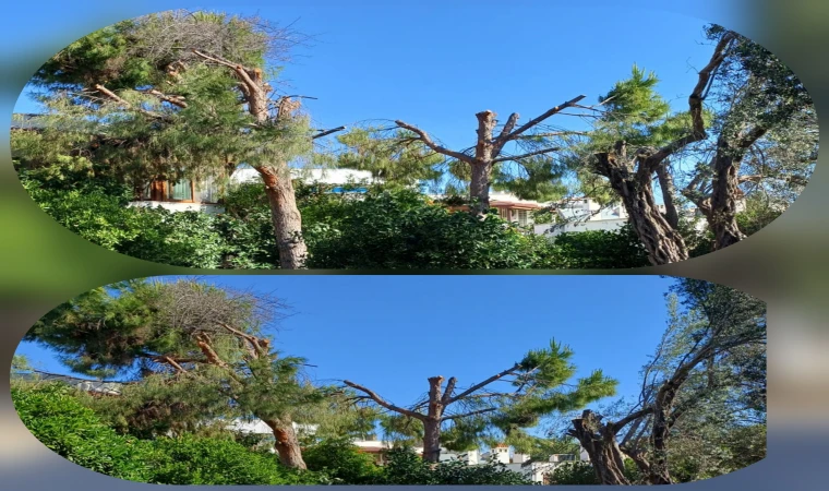 Datça'da Deniz Manzarası İçin Ağaçları katlettiler! Tepkiler Çığ Gibi Büyüyor