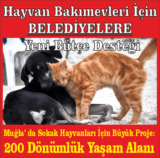 SAHİPSİZ HAYVANLARA YÖNELİK YENİ ÖNLEMLER VE PLANLANAN ÇALIŞMALAR