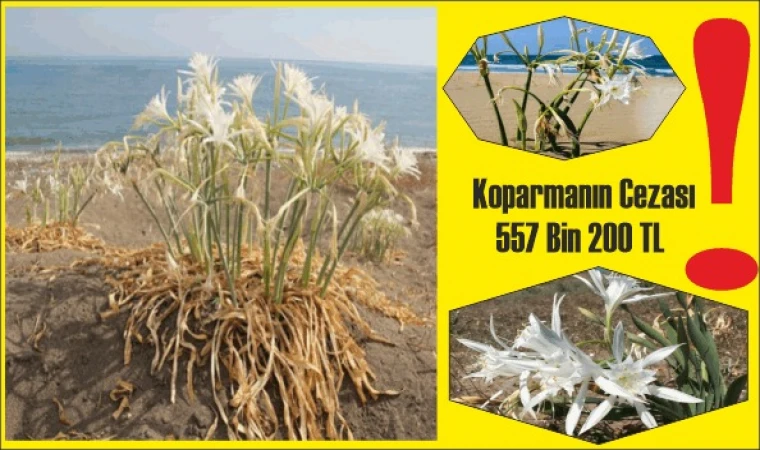 DATÇA’DA KUM ZAMBAĞINI KOPARMANIN CEZASI 557 BİN 200 TL