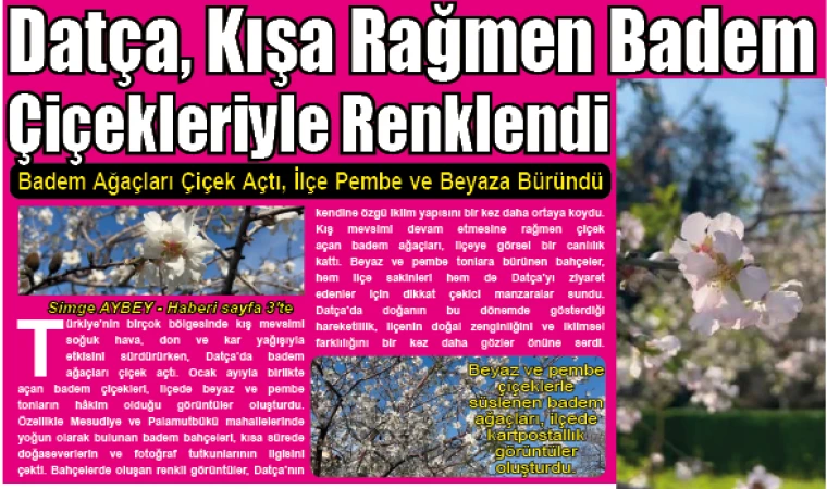 Datça, Kışa Rağmen Badem Çiçekleriyle Renklendi