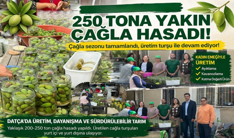 DATÇA’DA 250 TONA YAKIN ÇAĞLA HASADI YAPILDI! ÇAĞLA SEZONU TAMAMLANDI, ÜRETİM TURŞU İLE DEVAM EDİYOR!