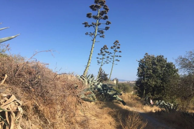 DATÇALI SABIR AĞACIMIZIN ÖYKÜSÜ (4)