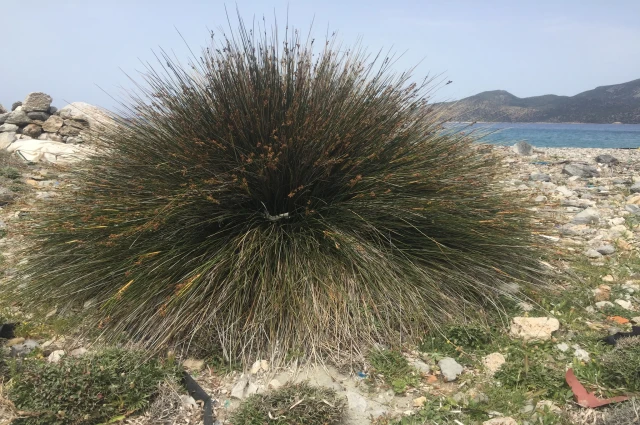 ADIM.. ADIM.. D A T Ç A ..