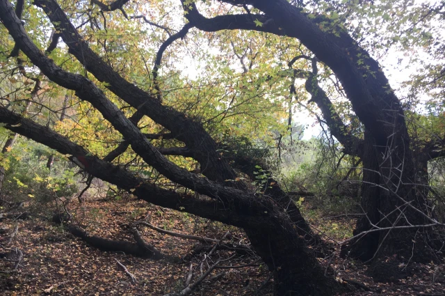 ADIM.. ADIM.. D A T Ç A ..