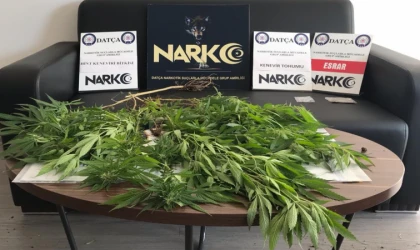 DATÇA'DA UYUŞ­TU­RU­CU OPE­RAS­YO­NU! EVİ­NİN BAH­ÇE­SİN­DE UYUŞ­TU­RU­CU ÜRE­TEN ŞAHIS YA­KA­LAN­DI