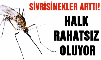 Datçalı vatandaşlardan Datça Belediyesine çağrı: Her yer sivrisinek, bir el atın!