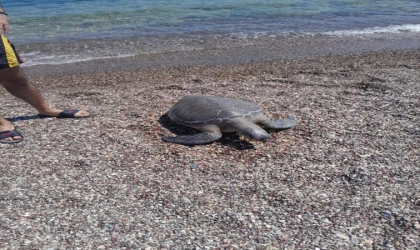 SAHİLDE ÖLÜ CARETTA CARETTA BULUNDU