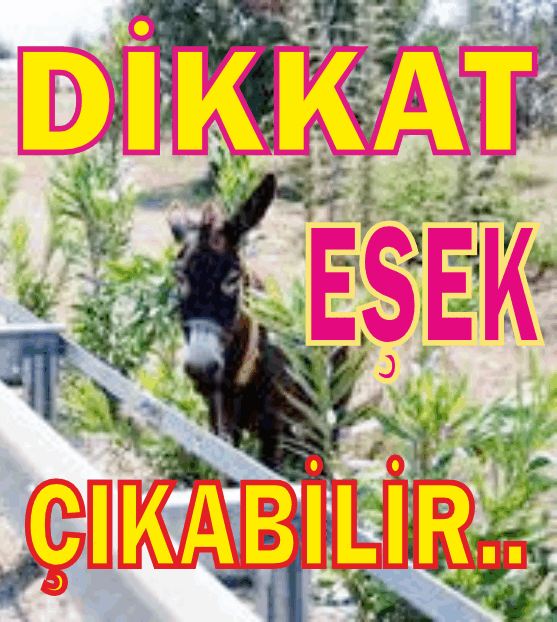 BELEDİYE UYAR­DI! ''DAT­ÇA-MAR­MARİS KA­RA­YO­LUN­DAKİ YABAN EŞEK­LERİNİ BES­LE­MEYİN''