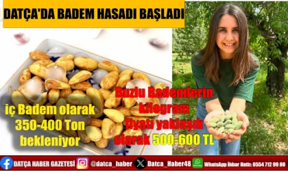 DATÇA'DA BADEM HASADI BAŞLADI