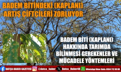 BADEM BİTİNDEKİ (KAPLANI) ARTIŞ ÇİFTÇİLERİ ZORLUYOR