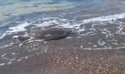 Datça'da sahilde ölü caretta caretta bulundu