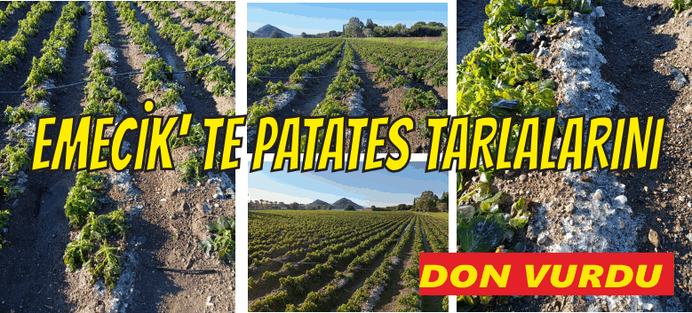 ERKENCİ PATATESLERİ DON VURDU