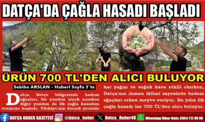 DATÇA'DA ÇAĞLA HASADI BAŞLADI ÜRÜN 700 TL'DEN ALICI BULUYOR