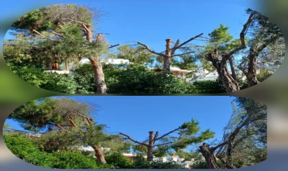 Datça'da Deniz Manzarası İçin Ağaçları katlettiler! Tepkiler Çığ Gibi Büyüyor