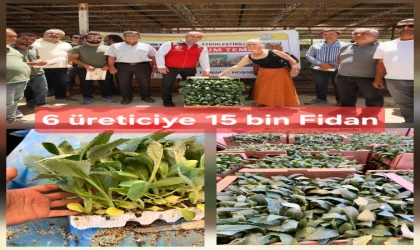 Datça’da Enginar Üretimine Güçlü Destek: 15 bin Fide Dağıtıldı