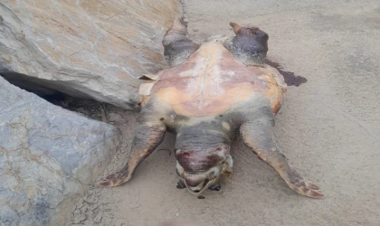 ÖLÜ CARETTA CARETTA BULUNDU