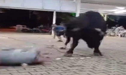 Boynuz Darbesiyle Havalandı: Boğa Saldırısı Kamerada
