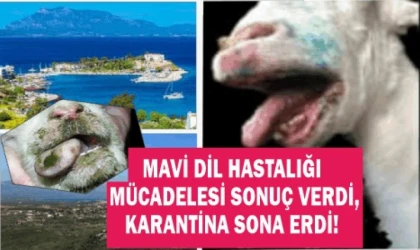 DATÇA’ DA  MAVİ DİL HASTALIĞI SÖNDÜRÜLDÜ, KARANTİNA KALKTI!