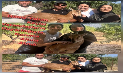 Datça’da Bitkin Düşmüş Yaban Keçisi Bulundu