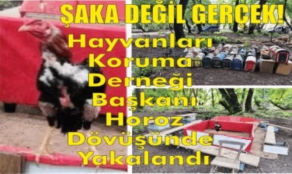 HAYVANLARI KORUMA DERNEĞİ BAŞKANI HOROZ DÖVÜŞÜNDEN SUÇÜSTÜ YAKALANDI