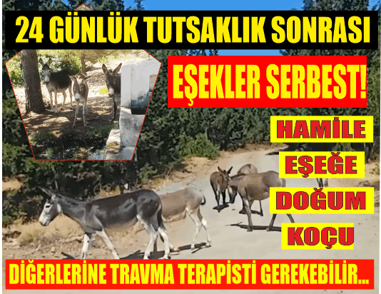 24 GÜNLÜK TUTSAKLIK SON BULDU! EŞEKLER EVİNE - TEKRAR DOĞAYA SALINDI!