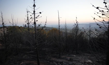 MUĞLA'DA DOĞA, İNSANLA MÜCADELE EDİYOR YANGINLARIN %88'İ İNSAN KAYNAKLI