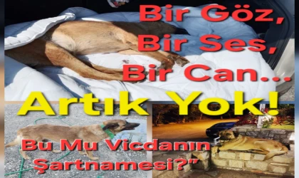 TARÇIN’I KİM ÖLDÜRDÜ? DAHA KAÇ TARÇINLAR CİNAYETE KURBAN GİDECEK!