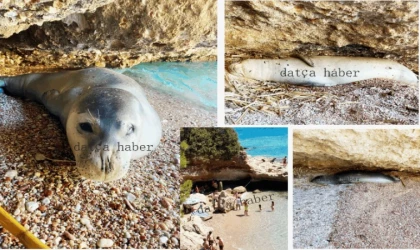 DATÇA’DA SAHİLE ÇIKAN AKDENİZ FOKU DİNLENMEYE GELDİ