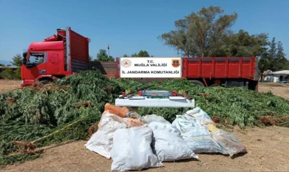 MAHALLEDE ŞAŞKINLIK: MISIR TARLASINDAN ZEHİR FIŞKIRDI. 5 BİN KÖK KENEVİR ELE GEÇTİ