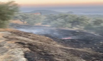 Mesudiye’de Zeytinlik Yangını: Doğal Yaşam da Yandı