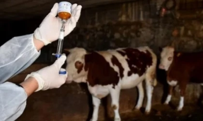 Datça Karantinada: Kızlan’da Şap Alarmı!