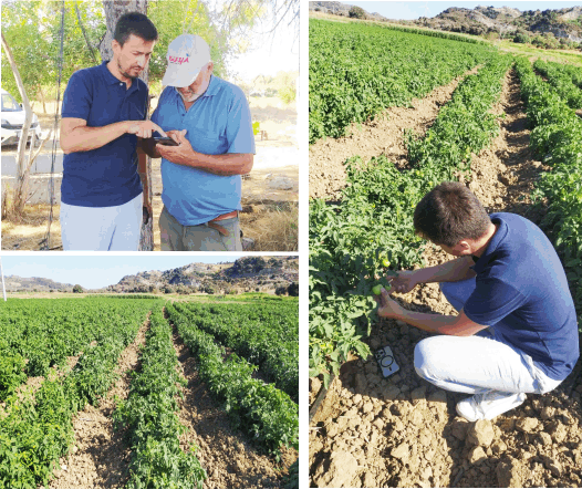 DATÇA’DA ÜRETİCİYE DOMATES HASTALIKLARI VE GÜBRELEME EĞİTİMİ
