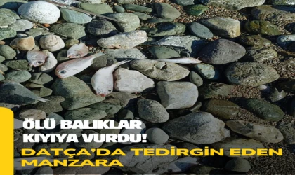 ÖLÜ BALIKLAR KIYIYA VURDU! DATÇA’DA TEDİRGİN EDEN MANZARA