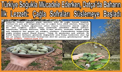 Türkiye Soğukla Mücadele Ederken, Datça’da Baharın İlk Lezzeti: Çağla Sofraları Süslemeye Başladı