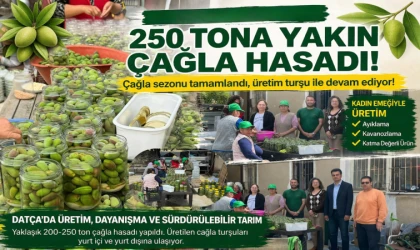 DATÇA’DA 250 TONA YAKIN ÇAĞLA HASADI YAPILDI! ÇAĞLA SEZONU TAMAMLANDI, ÜRETİM TURŞU İLE DEVAM EDİYOR!