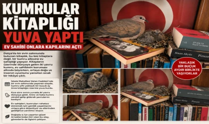 KUMRULAR KİTAPLIĞI YUVA YAPTI, EV SAHİBİ ONLARA KAPILARINI AÇTI